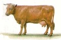 Корова Костромской породы